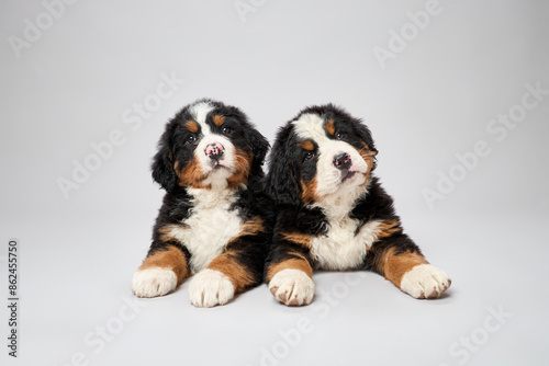 Photos Studio shot of pedigreed puppies bernese mountain dog breed isolated on gray background