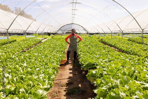 Standing in hydroponic greenhouse, African American farmer growing organic vegetables photo