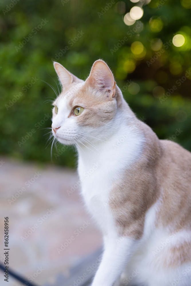 Cat sitting outdoors, looking alert and focused in natural setting Cat sitting outdoors, looking alert and focused in natural setting