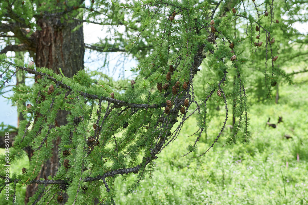 Pine tree branch with cones on a background of green grass. Pine tree branch with cones on a background of green grass.