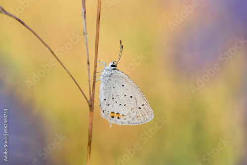 Beautiful nature scene with Short-tailed Blue (Cupido argiades). Macro shot of Short-tailed Blue (Cupido argiades) on the grass. Short-tailed Blue (Cupido argiades) in the nature habitat. photo