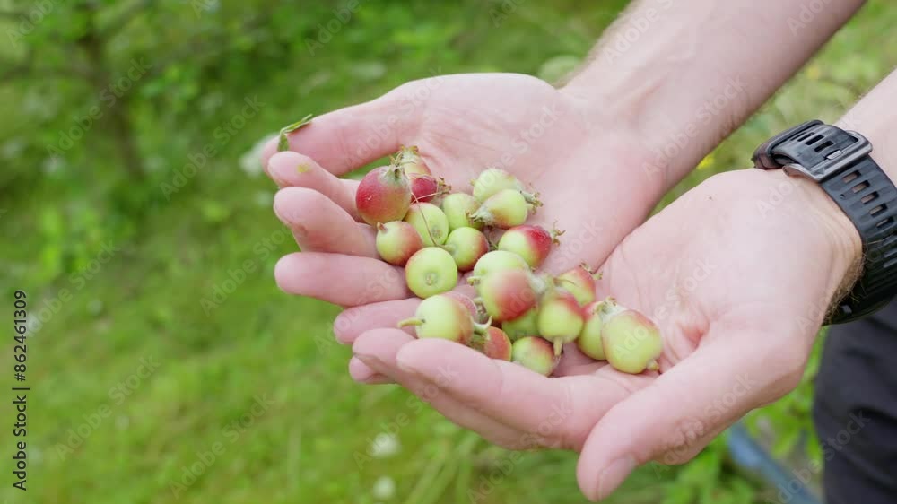 Hand holds and rolls small pruned apples, presenting them to the camera in a lush garden setting Hand holds and rolls small pruned apples, presenting them to the camera in a lush garden setting