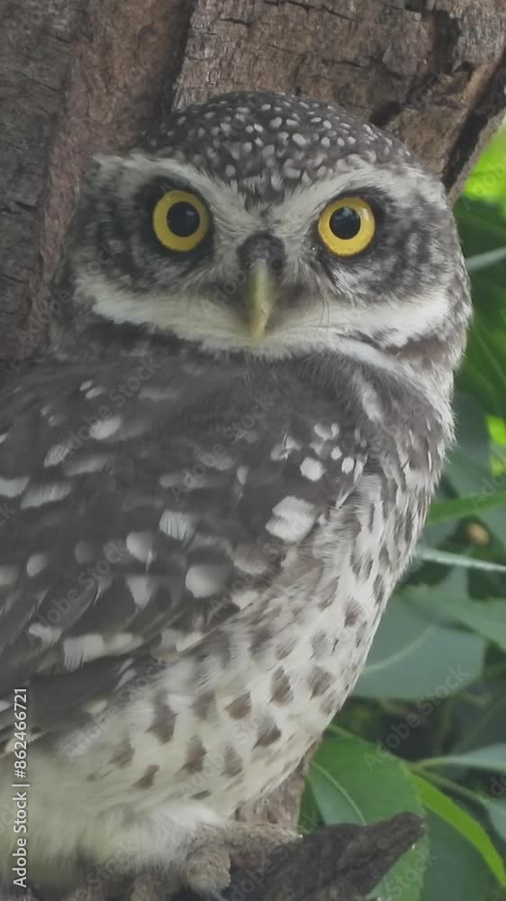 Owl eye , super close up view Owl eye , super close up view