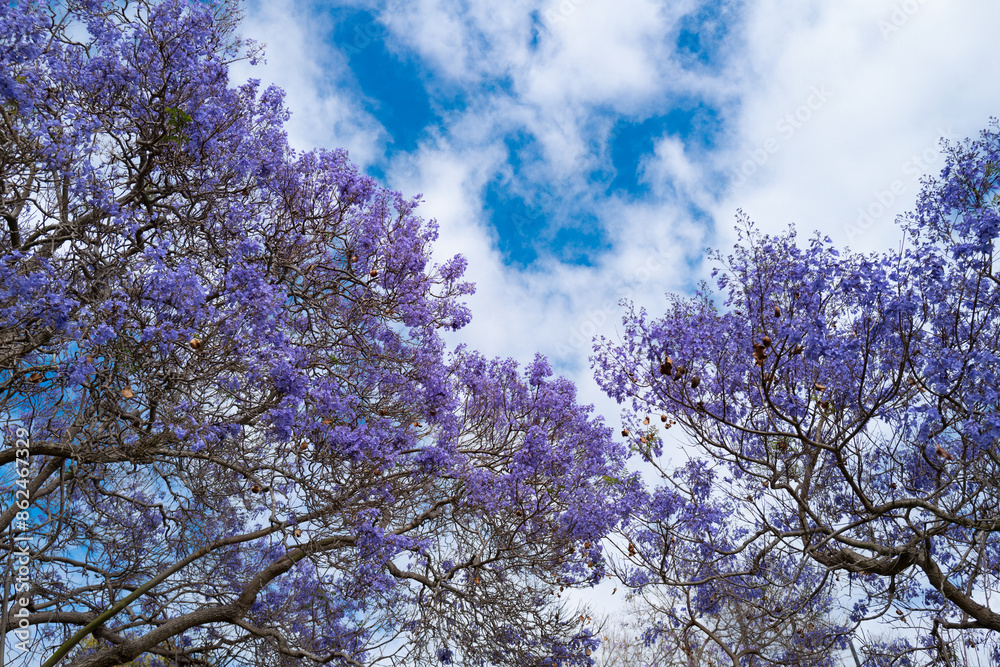 Bunches blossoms. Pink violet blossom tree on blue sky background. Spring blossom, branch of a blossoming tree. Bunches blossoms. Pink violet blossom tree on blue sky background. Spring blossom, branch of a blossoming tree.