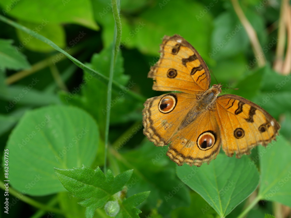 Fototapeta premium The Peacock Pansy ( Junonia almana ) butterfly on leaf with natural green background, Pattern similar to the eyes on the wing of orange color insect