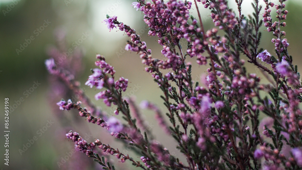 Fototapeta premium Macro de fleurs de bruyères sauvages