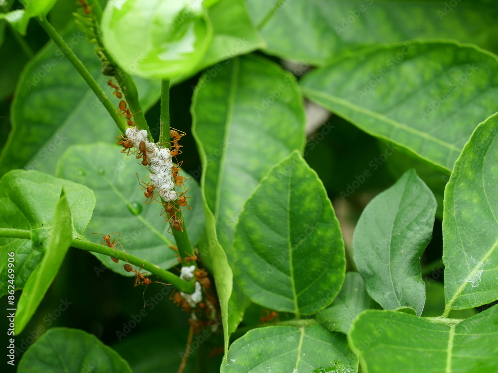 Group of Orange gaster or Weaver or Green tree ant herd and Cotton Mealy bugs on green leaf on tree plantation, Tropical insect pests in Thailand Group of Orange gaster or Weaver or Green tree ant herd and Cotton Mealy bugs on green leaf on tree plantation, Tropical insect pests in Thailand