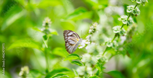 butterfly on a green grass © Champ