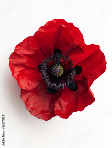 poppy flower