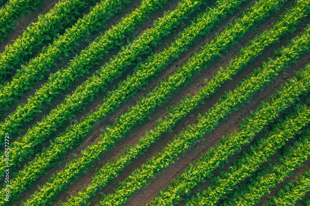 Organic carrot (Daucus carota) plants in cultivated agricultural field, aerial view from drone pov Organic carrot (Daucus carota) plants in cultivated agricultural field, aerial view from drone pov
