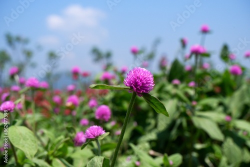 a mini violet flower (Amaranth flower) in its field decorated outdoor with blue sky, flower background
