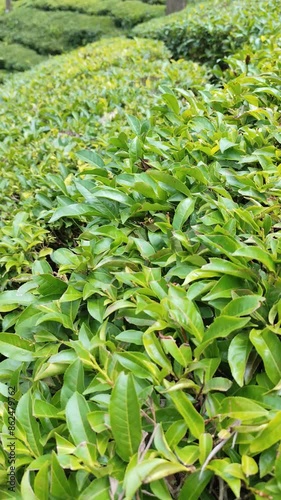 Tea plantation , super close up view