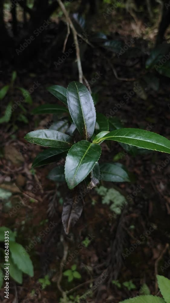 Tea plantation matured dark tea leaves Tea plantation matured dark tea leaves