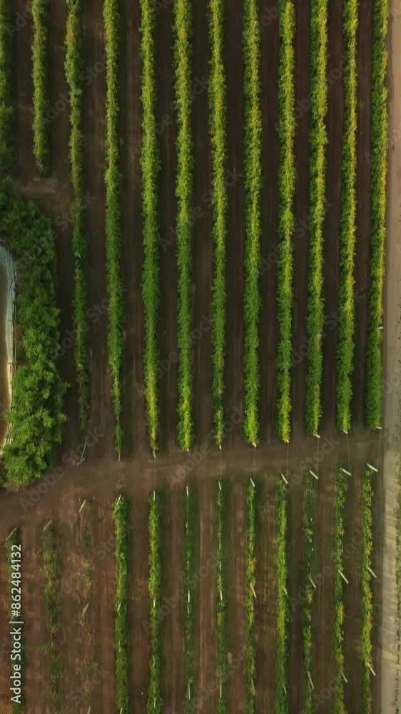 Raspberry field from above, captured in a top-down view during a drone flight. Raspberry field from above, captured in a top-down view during a drone flight.