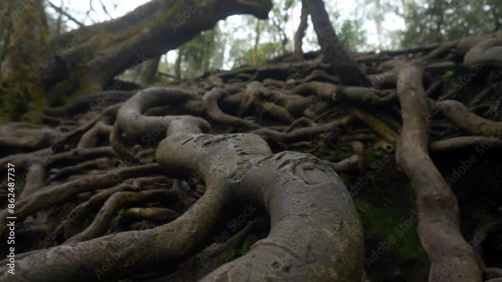 Giant tree roots above the ground in tropical forest in Guna Cave, Kodaikanal, Tamil Nadu Giant tree roots above the ground in tropical forest in Guna Cave, Kodaikanal, Tamil Nadu
