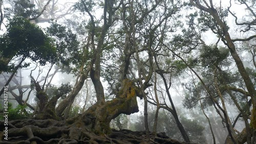 Camera reveals giant twisted tree roots above the ground in tropical forest in famous tourist destination Guna Cave in Kodaikanal, Tamil Nadu photo