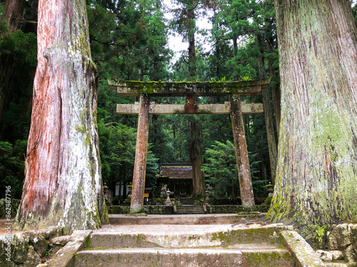 龍穴神社 - 奈良・室生
鳥居と大杉