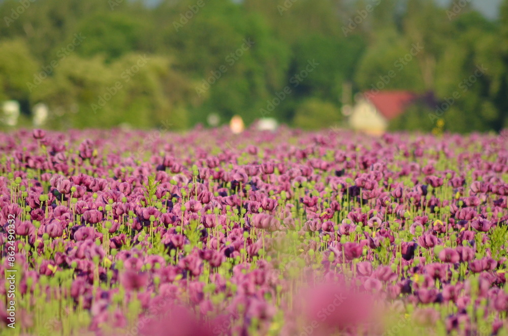 A close-up view of a blooming field of purple poppies in the Czech countryside, illuminated by beautiful soft morning light. 