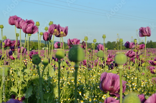 beautiful relaxing background purple poppy flowers, field, nature, relax, beauty, healthy style, summer