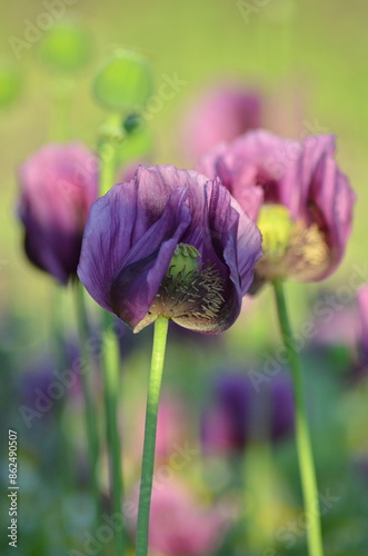 beautiful relaxing background purple poppy flowers, field, nature, relax, beauty, healthy style, summer
