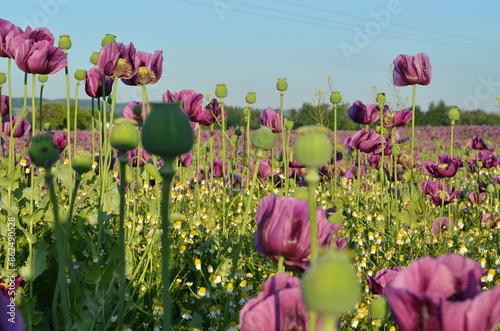 beautiful relaxing background purple poppy flowers, field, nature, relax, beauty, healthy style, summer