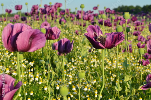 beautiful romantic poppy field background, blooming field with purple poppies