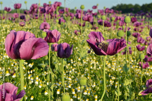 beautiful romantic poppy field background, blooming field with purple poppies
