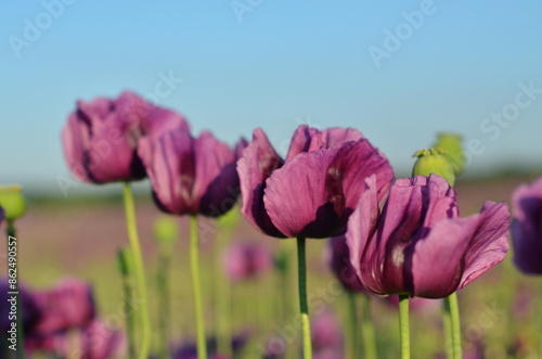 beautiful relaxing background purple poppy flowers, field, nature, relax, beauty, healthy style, summer