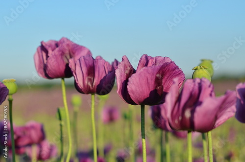 beautiful romantic poppy field background, blooming field with purple poppies