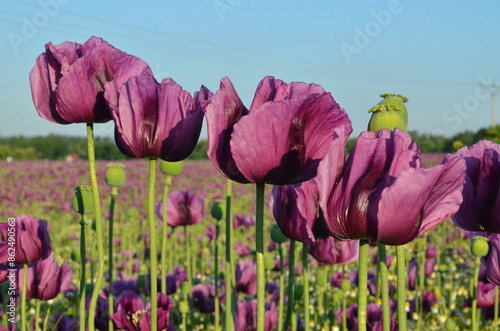 beautiful romantic poppy field background, blooming field with purple poppies