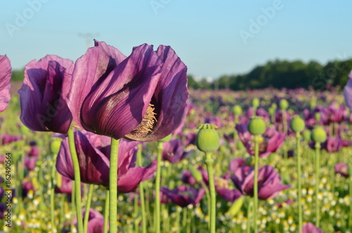 beautiful relaxing background purple poppy flowers, field, nature, relax, beauty, healthy style, summer