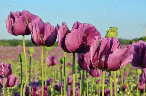 beautiful relaxing background purple poppy flowers, field, nature, relax, beauty, healthy style, summer