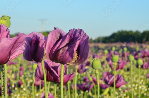 beautiful romantic poppy field background, blooming field with purple poppies