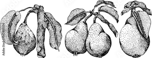Hand drawn, engraving fresh pears. Pear outline drawing for label, poster, print	