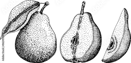 Hand drawn, engraving fresh pears. Pear outline drawing for label, poster, print	