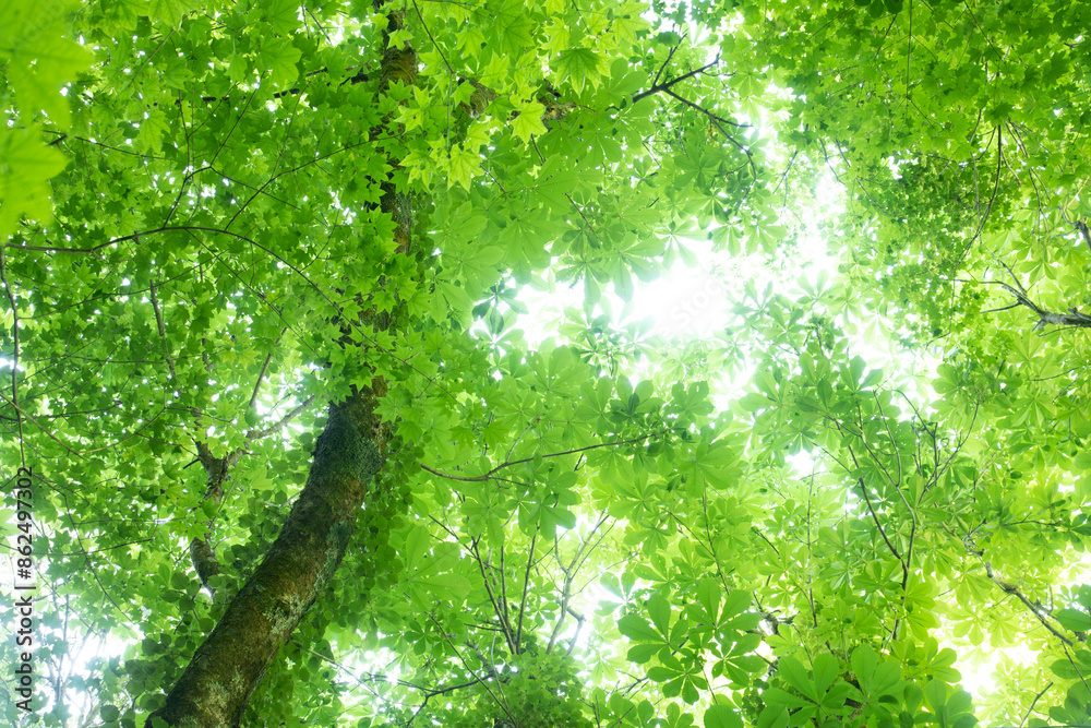 Fototapeta premium 鳥取県・大山・ブナの森を見上げてみると