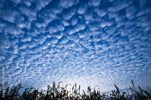 一面のひつじ雲 photo