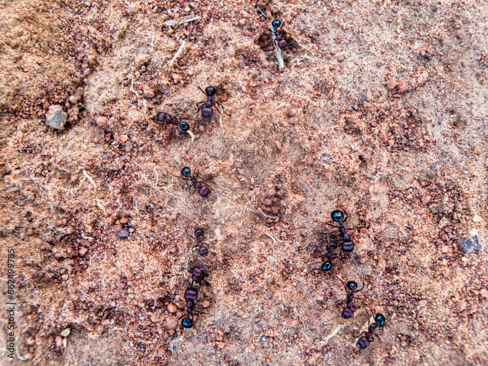 termite ant macro on the ground, in the sand termite ant macro on the ground, in the sand