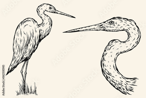 Hand drawn heron bird in sketch style. Monochrome vector illustration isolated on white background.