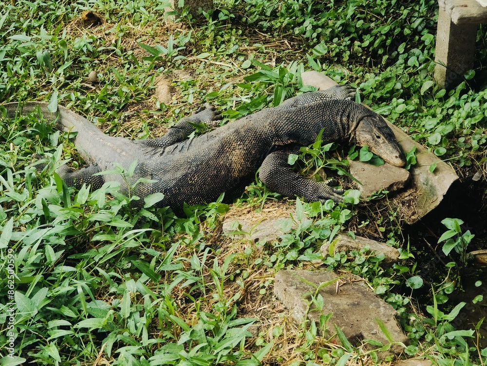 A Monitor lizard (Asian water monitor) is lying in the sun. A Monitor lizard (Asian water monitor) is lying in the sun.