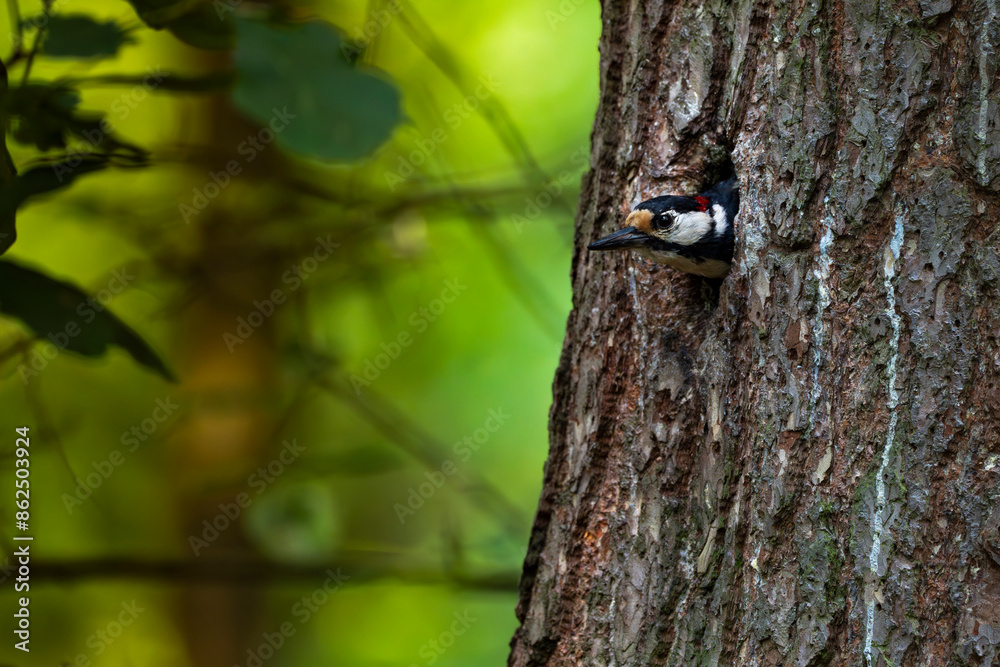 great woodpecker great woodpecker