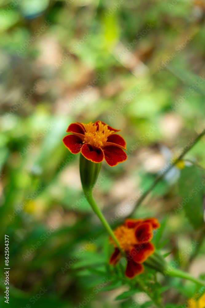 Two burgundy flowers with a yellow center and border on a stem in front of green grass. Tagetes erecta, marigold, Two burgundy flowers with a yellow center and border on a stem in front of green grass. Tagetes erecta, marigold,
