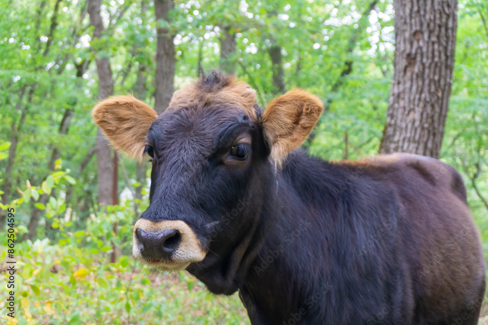 Close-up portrait of a young bull with dark brown fur and orange ears, looking at the camera. Forest and field in the background. Close-up portrait of a young bull with dark brown fur and orange ears, looking at the camera. Forest and field in the background.