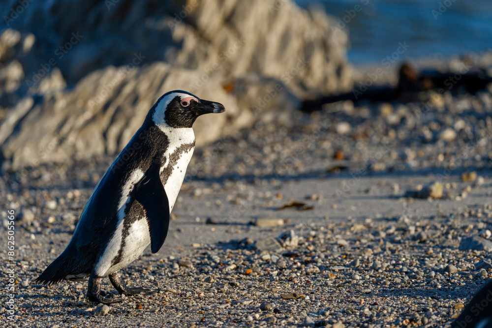 Fototapeta premium African penguin (Spheniscus demersus), or Cape penguin or South African penguin. Stony Point Nature Reserve. Betty's Bay. Western Cape. South Africa
