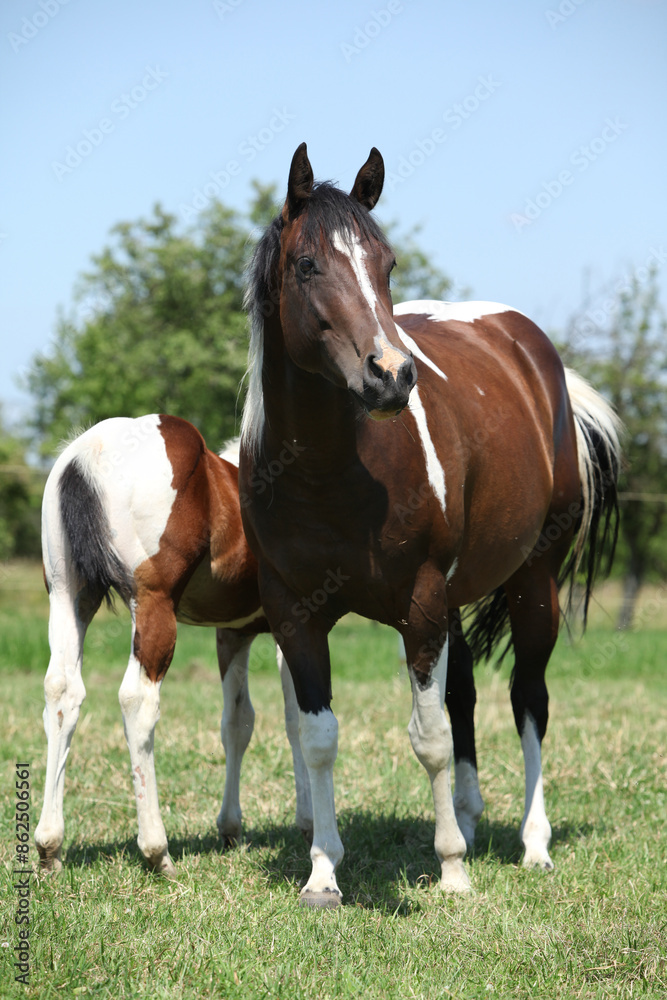 Beautiful paint horse mare with its foal Beautiful paint horse mare with its foal