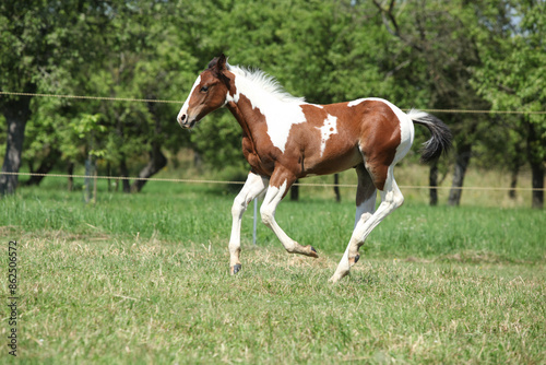 Nice youg paint horse running