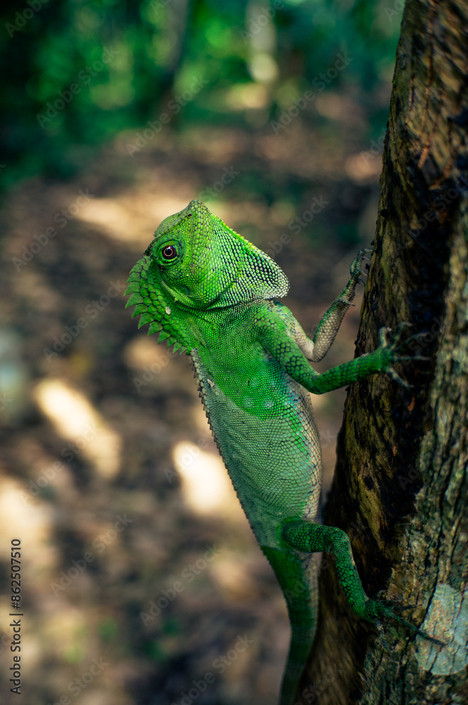 Fototapeta premium A green chameleon perched on a tree