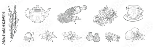 Tea Drink Brewing Herb and Fragrant Plant Vector Set