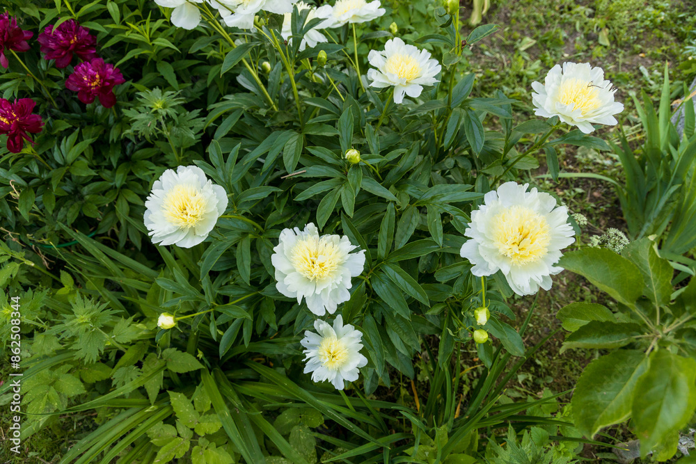 Obraz premium Blooming bush of bomb-shaped white and yellow peonies in the garden
