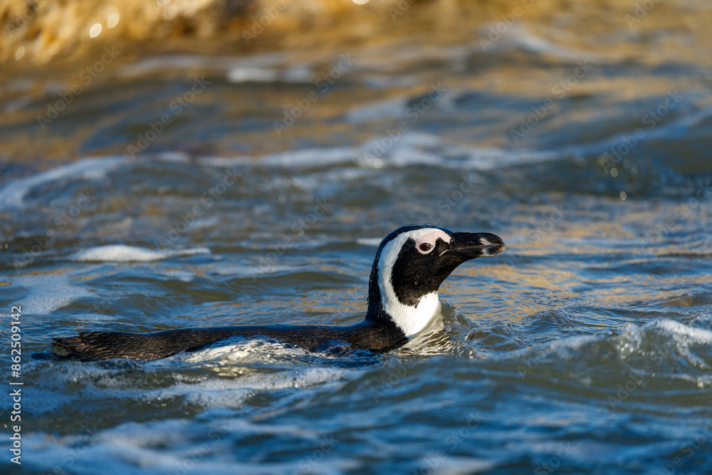 Fototapeta premium African penguin (Spheniscus demersus), or Cape penguin or South African penguin. Stony Point Nature Reserve. Betty's Bay. Western Cape. South Africa